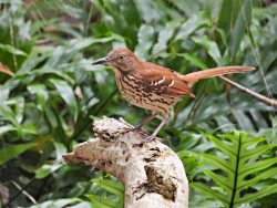 Brown Thrasher