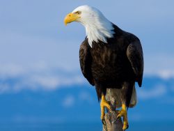 Bald Eagle