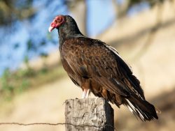 Turkey Vulture