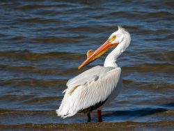 American White Pelican