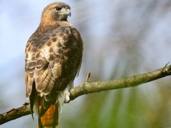 Red-Tailed Hawk