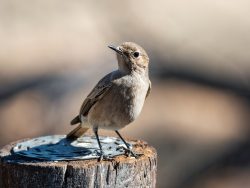 Western Wood Pewee