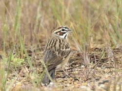 Lark Sparrow