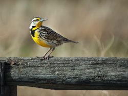 Western Meadowlark