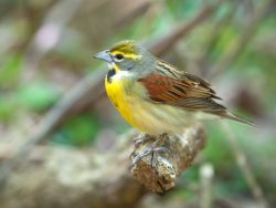 Dickcissel