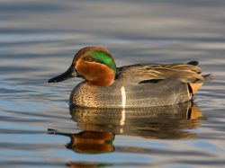 Green-winged Teal