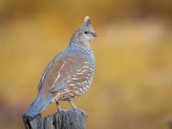 Scaled Quail