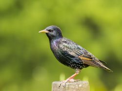 European Starling