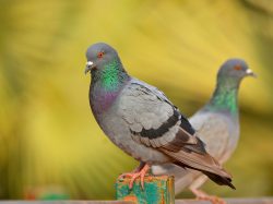 Rock Pigeon