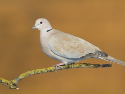 Eurasian Collared Dove
