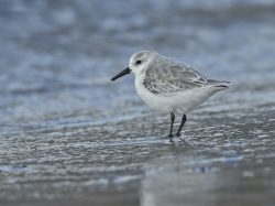 Sanderling