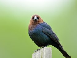 Brown-headed Cowbird