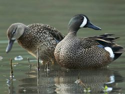 Blue Winged Teal
