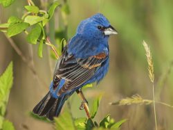 Male Blue Grosbeak