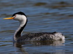 Clark's grebe