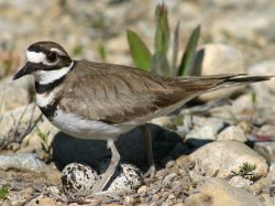 Killdeer