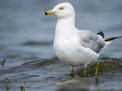 Ring-billed gull