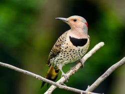 Female Northern flicker