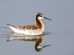 Wilson's Phalarope