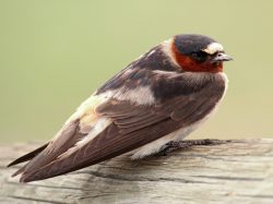 Cliff Swallow