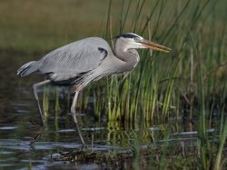Great Blue Heron