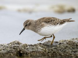Least Sandpiper