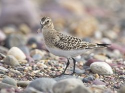 Baird's Sandpiper