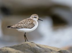 Semipalmated Sandpiper