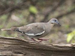 White-winged dove
