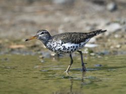 Spotted Sandpiper