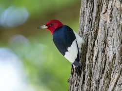 Red-headed Woodpecker
