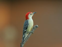 Red-bellied Woodpecker
