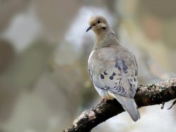 Mourning Dove