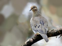 Mourning Dove