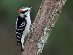 Downy Woodpecker