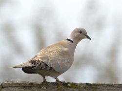 Eurasian Collared-Dove