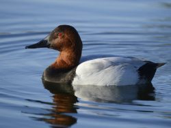 Canvasback