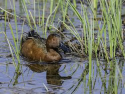 Cinnamon Teal