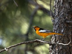 Bullocks Oriole