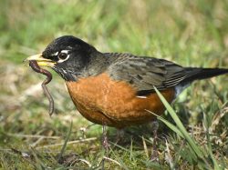 American Robin