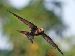 Chimney Swift