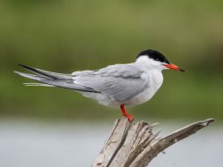 Forsters Tern