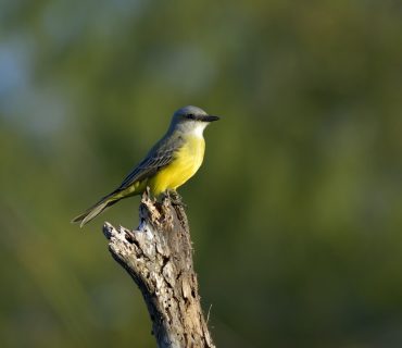 Western Kingbird