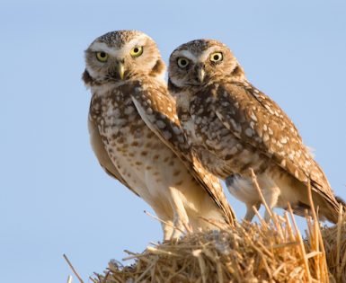 Burrowing Owl