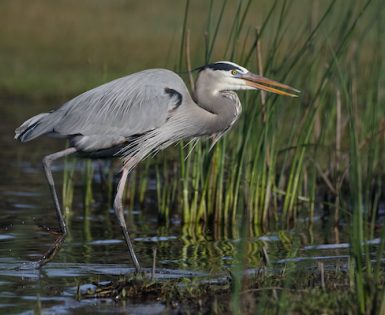 Great Blue Heron stalking its prey