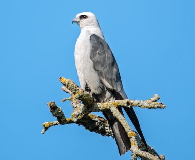Mississippi kite