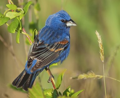 Male Blue Grosbeak