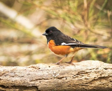 Eastern Towhee