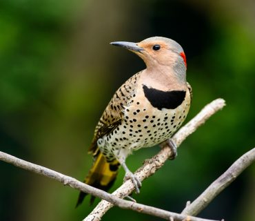 Female Northern flicker