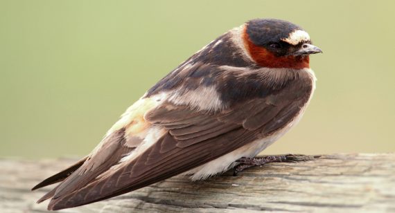 Cliff Swallow